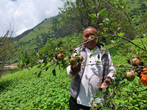 गुर्जामा स्याउखेती परीक्षण सफल, व्यवसायिक उत्पादन तयारी 